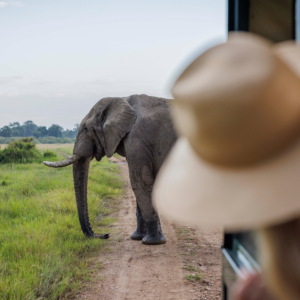A female tourist watches a large elephant in Kenya’s Masai Mara.