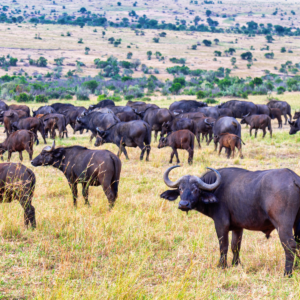 African Buffalo in Masai Mara National Park, Kenya. Safari in Africa.