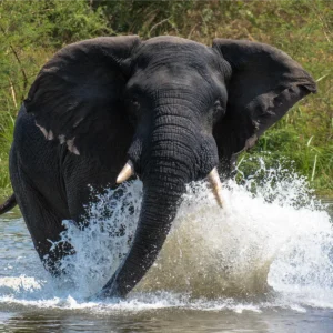 Angry Elephant Murchison Falls