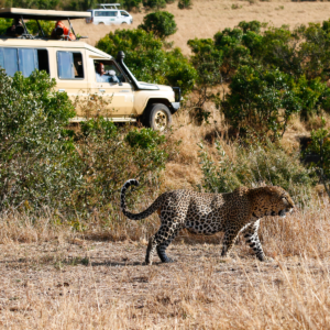 Big leopard in Masai Mara National Park Kenya