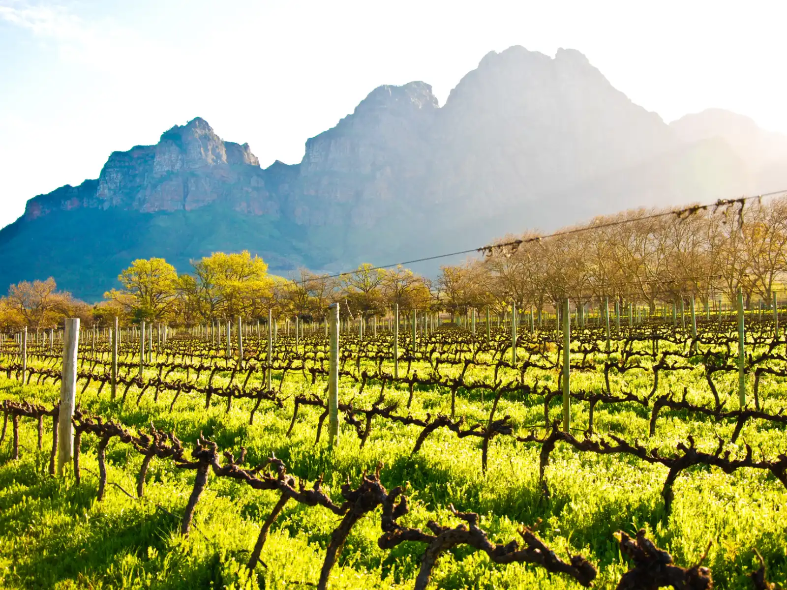 Cape Winelands — Stellenbosch and Franschhoek