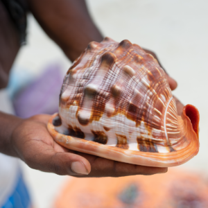 Discover the natural beauty of Zanzibar with this stunning conch shell as a reminder of your visit.