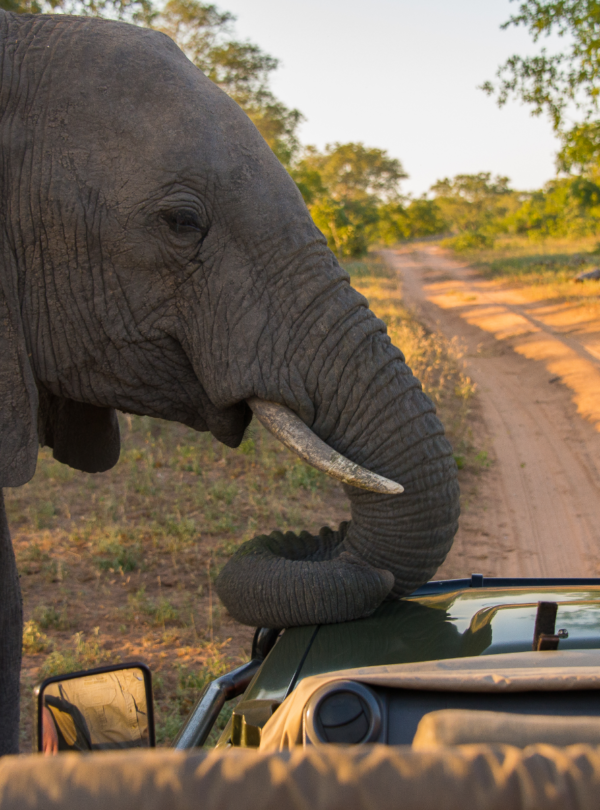 Elephant resting on a game vehicle