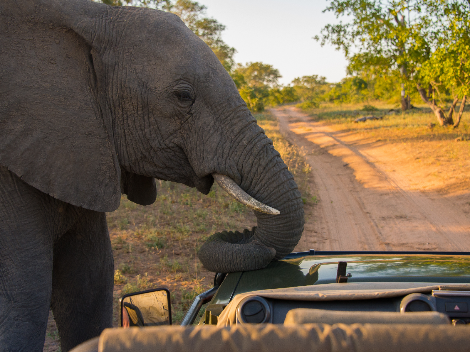 Elephant resting on a game vehicle