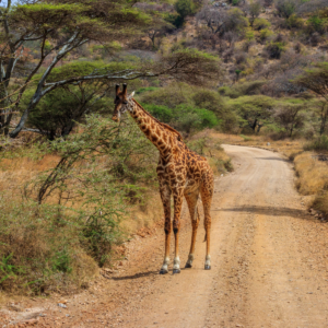 Giraffe standing on a road in Serengeti national park in Tanzania. Wild nature of Tanzania, East Africa