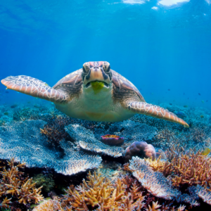 Green turtle swimming above corals