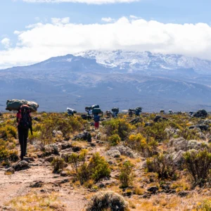 Group of trekkers hiking among snows and rocks of Kilimanjaro mountain