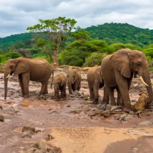 Lake Manyara National Park