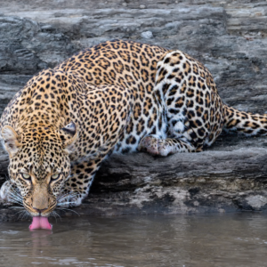 Leopard drinking water at the river and looking straight to the photographer – Maasai Mara, Kenya