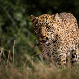 Leopard on the move, Maasai Mara, Kenya