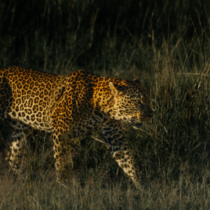 Leopard on the prowl in Masai Mara in Kenya