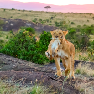 Lioness carrying her cub in the beautiful landscape of Masai Mara National Reserve, Kenya, Africa at sunset