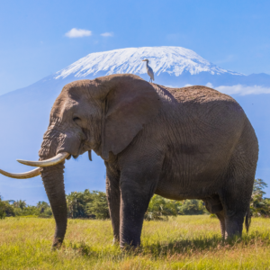 Lone male elephant and heron with Kilimanjaro in Amboseli, Kenya