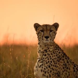Maasai Mara Leopard