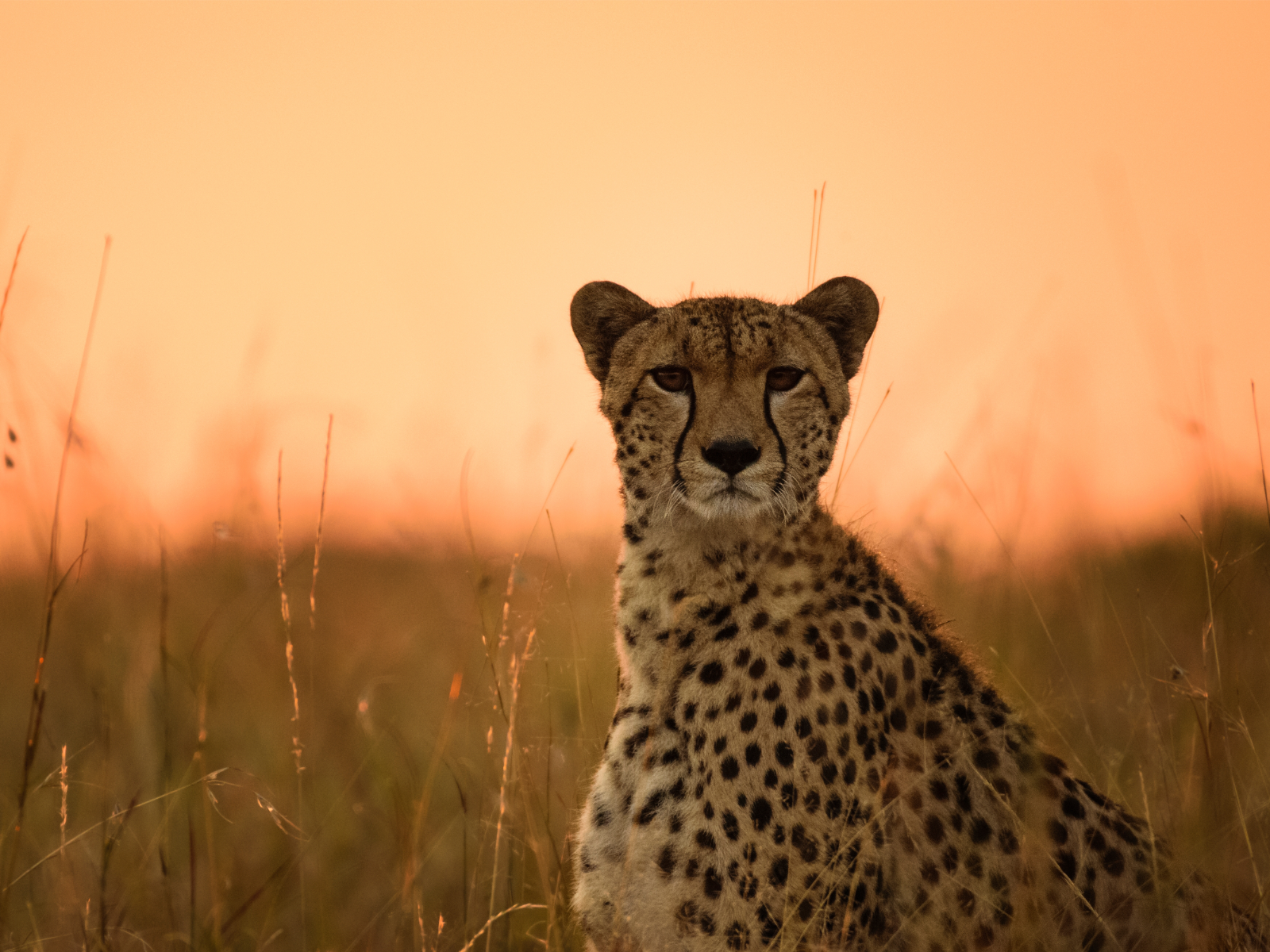 Maasai Mara Leopard