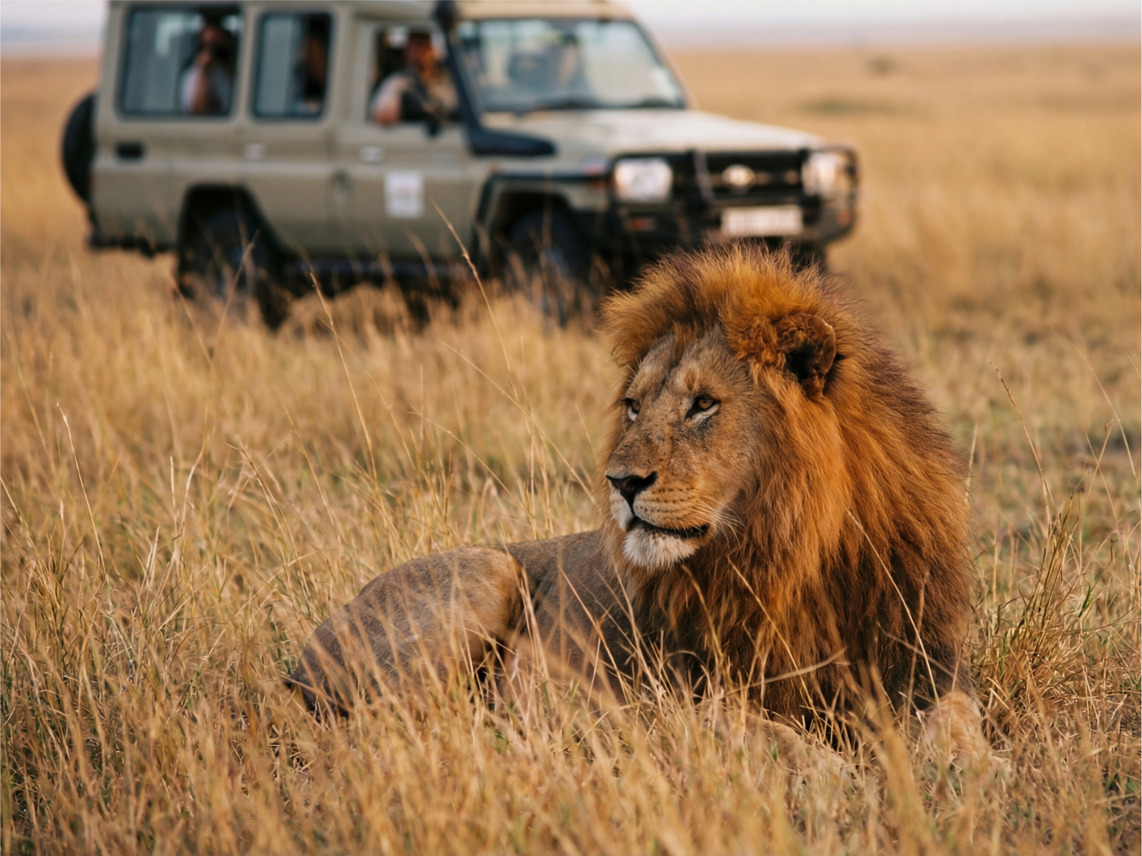 Maasai Mara Lion …