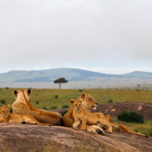 Maasai Mara Lions