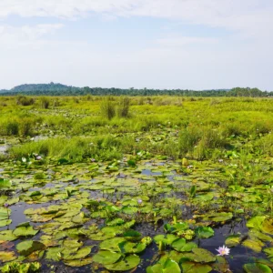 Mabamba Swamp Entebbe View