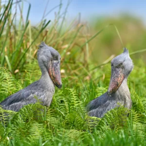 Mabamba Swamp Shoebill Pair