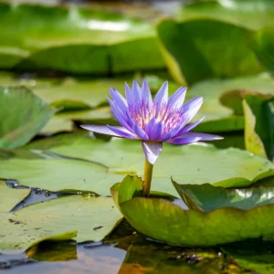 Mabamba Swamp Water Lily