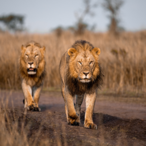 Male lion brothers walking in the morning at Masai Mara National Reserve Kenya