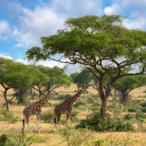 Murchison Falls Spotted Giraffes