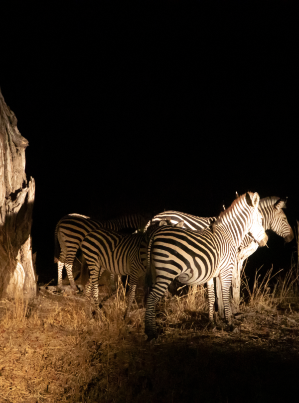 NIGHT GAME DRIVE