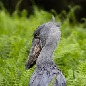 Rare Mabamba Swamp Shoebill
