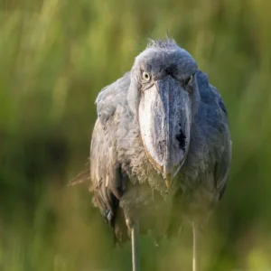 Shoebill Closeup Mabamba Swamp