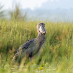 Shoebill Mabamba Swamp Papyrus
