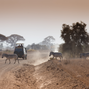 Zebras on african savannah