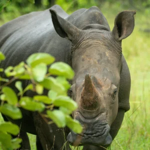 Ziwa Rhino Sanctuary Grazing