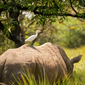Ziwa Rhino Sanctuary Oxpecker Bird
