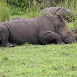 Ziwa Rhino Sanctuary Resting Pair