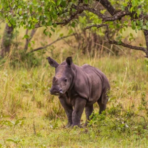 Ziwa Rhino Sanctuary White Rhino