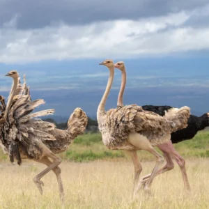 amboseli-national-park