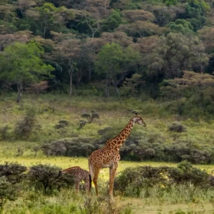 arusha-national-park