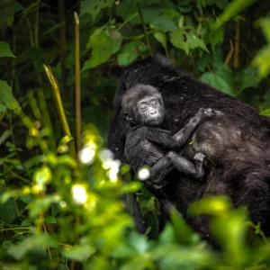 bwindi-impenetrable-national-park