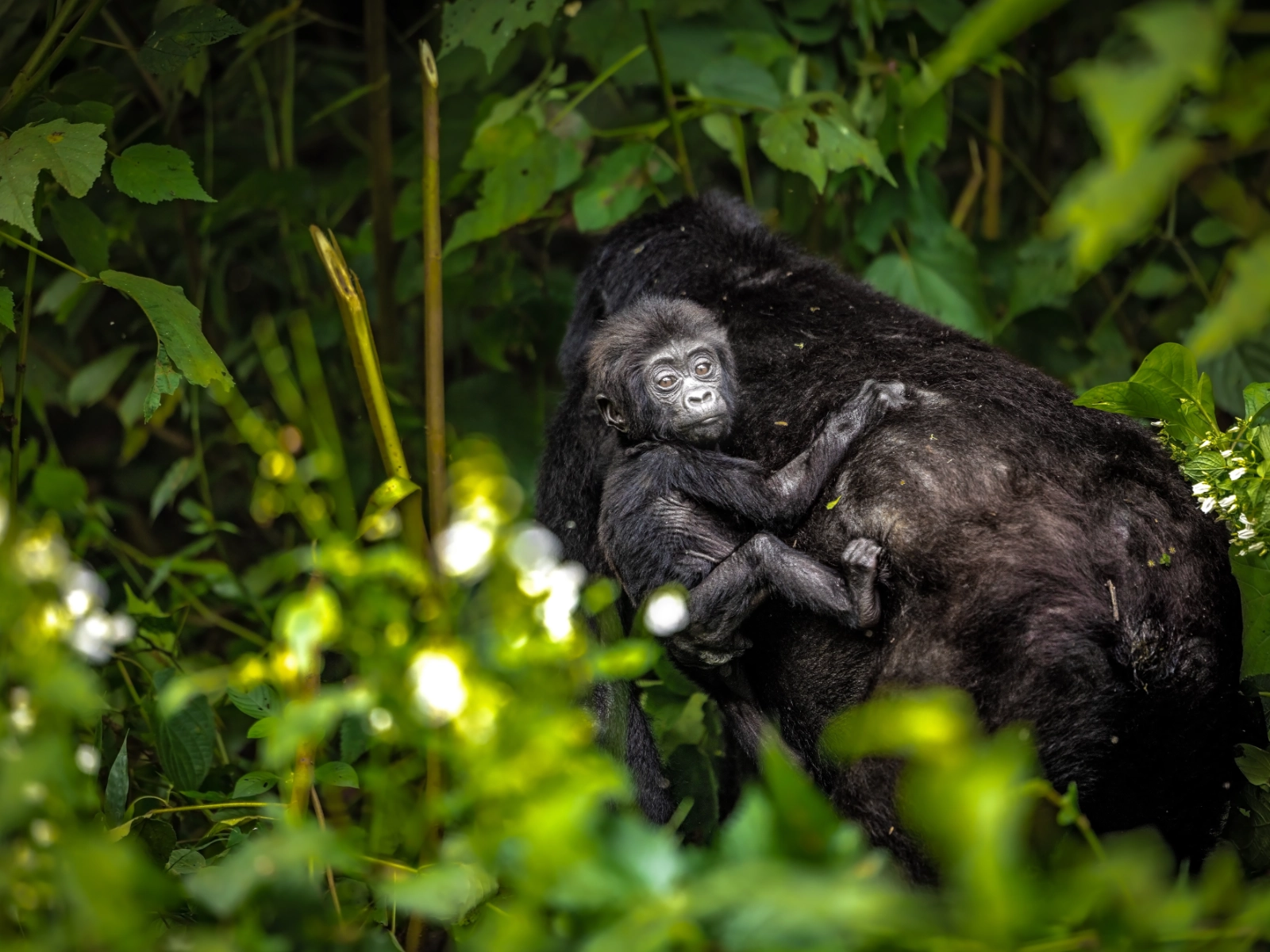 bwindi-impenetrable-national-park