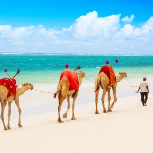 camels-diani