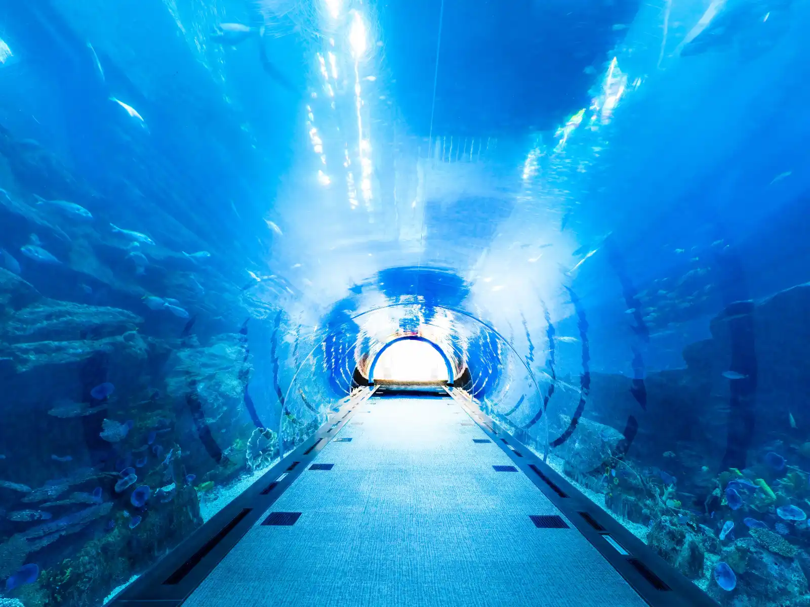 Dubai Aquarium underwater tunnel