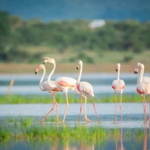 flamingos-lake-manyara-tanzania