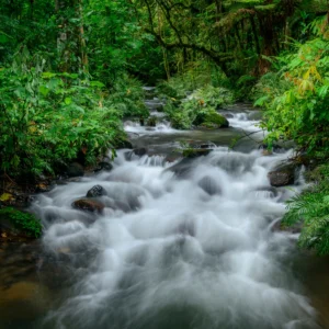 gorilla_habitat_river_rainforest