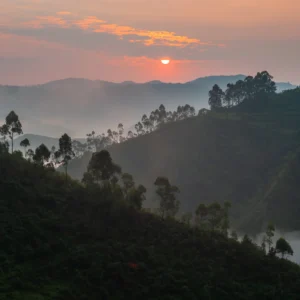 gorilla_habitat_sunrise_forest