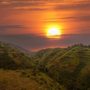 gorilla_habitat_sunset_hills