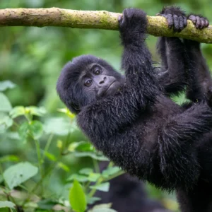 gorilla_juvenile_hanging_branch