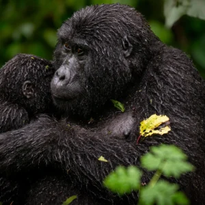 gorilla_mother_holding_baby