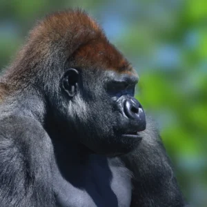 gorilla_silverback_portrait_closeup