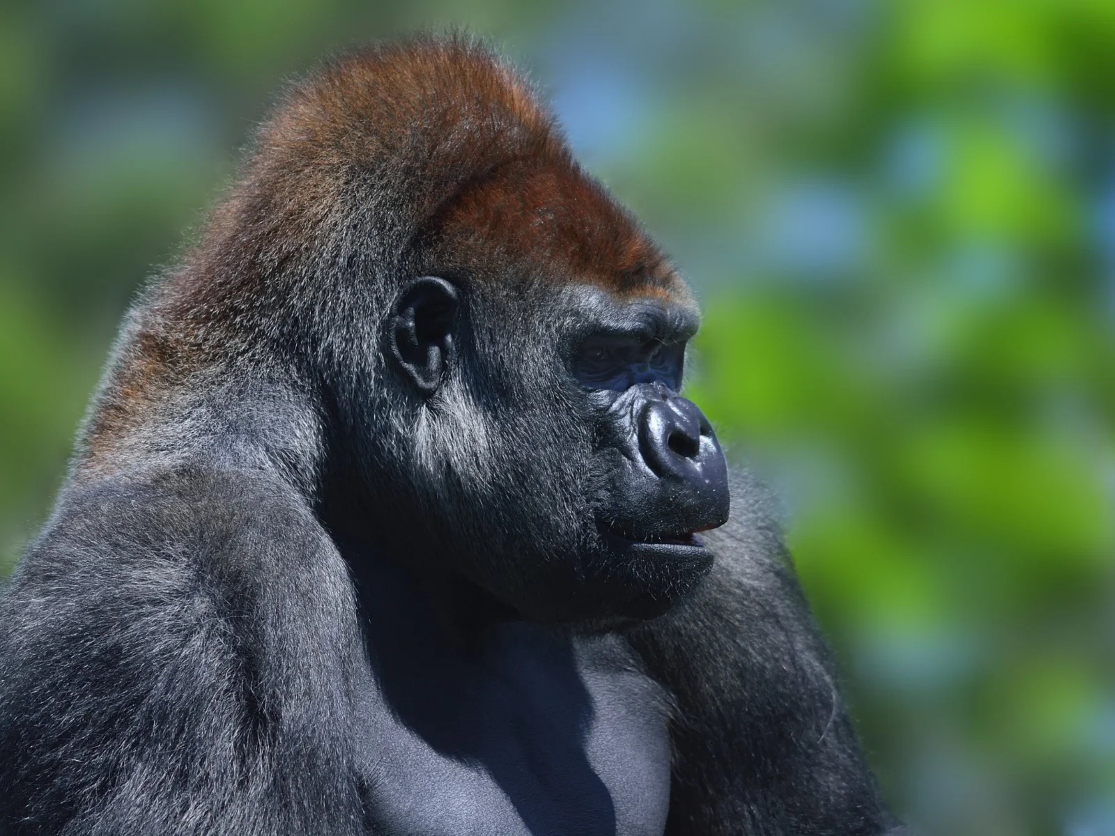 gorilla_silverback_portrait_closeup