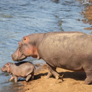 hippo-mother-baby-kenya